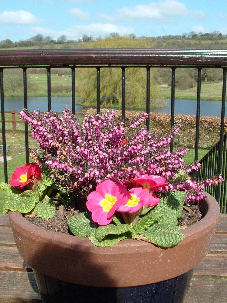 Cameley Lodge - Self Catering Temple Cloud Luaran gambar